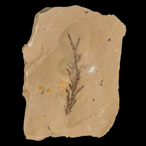 1.8" Detailed Fossil Plant Leafs Metasequoia Dawn Redwood Oligocene Age MT COA - Fossil Age Minerals