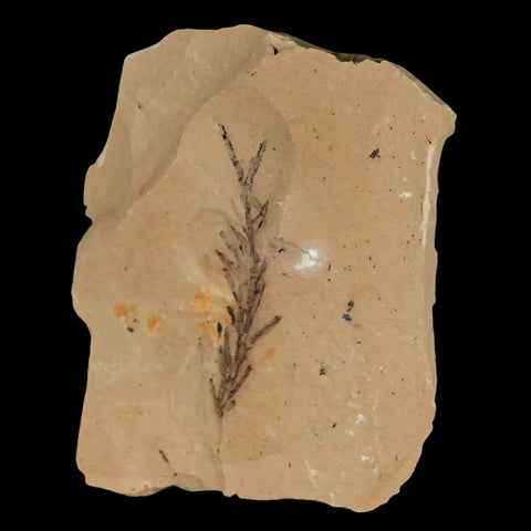 1.8" Detailed Fossil Plant Leafs Metasequoia Dawn Redwood Oligocene Age MT COA - Fossil Age Minerals