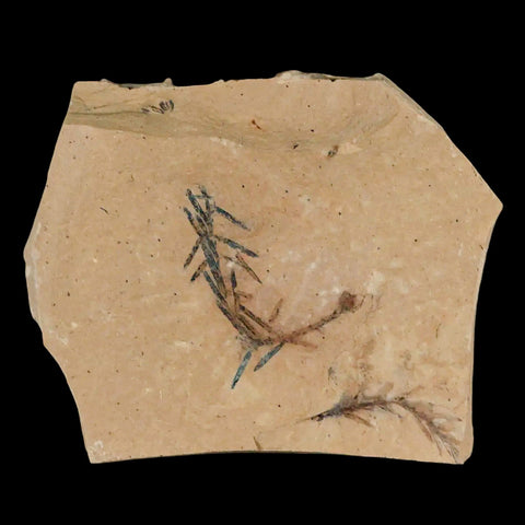 1.1" Detailed Fossil Plant Leafs Metasequoia Dawn Redwood Oligocene Age MT COA - Fossil Age Minerals