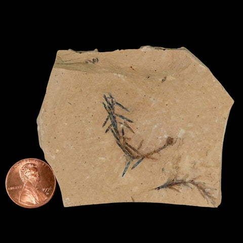 1.1" Detailed Fossil Plant Leafs Metasequoia Dawn Redwood Oligocene Age MT COA - Fossil Age Minerals