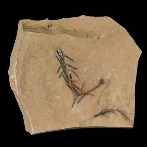 1.1" Detailed Fossil Plant Leafs Metasequoia Dawn Redwood Oligocene Age MT COA - Fossil Age Minerals