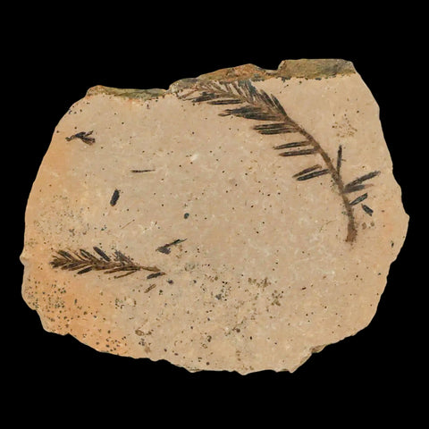 1.7" Detailed Fossil Plant Leafs Metasequoia Dawn Redwood Oligocene Age MT COA