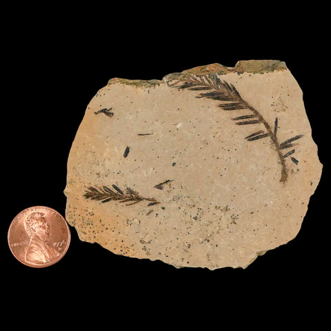 1.7" Detailed Fossil Plant Leafs Metasequoia Dawn Redwood Oligocene Age MT COA