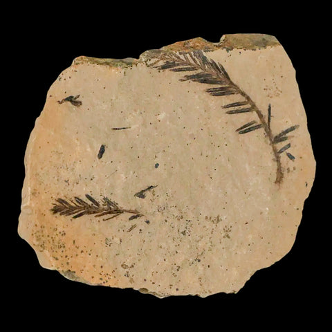 1.7" Detailed Fossil Plant Leafs Metasequoia Dawn Redwood Oligocene Age MT COA