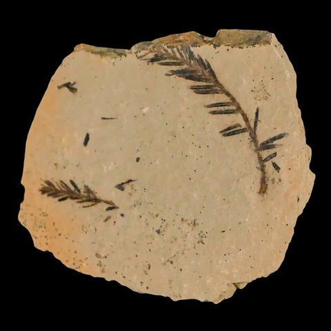 1.7" Detailed Fossil Plant Leafs Metasequoia Dawn Redwood Oligocene Age MT COA