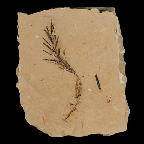 1.9" Detailed Fossil Plant Leafs Metasequoia Dawn Redwood Oligocene Age MT COA - Fossil Age Minerals