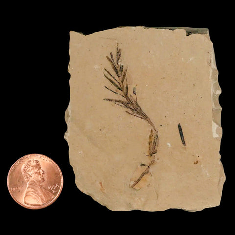 1.9" Detailed Fossil Plant Leafs Metasequoia Dawn Redwood Oligocene Age MT COA - Fossil Age Minerals