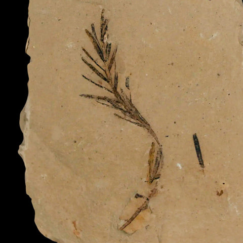 1.9" Detailed Fossil Plant Leafs Metasequoia Dawn Redwood Oligocene Age MT COA - Fossil Age Minerals