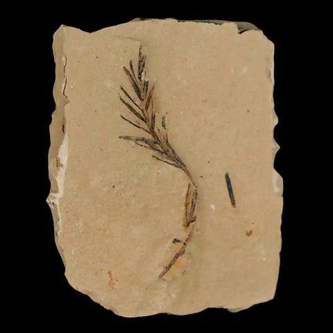 1.9" Detailed Fossil Plant Leafs Metasequoia Dawn Redwood Oligocene Age MT COA - Fossil Age Minerals