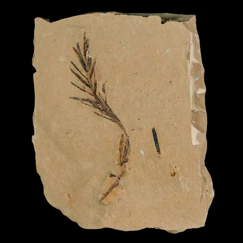 1.9" Detailed Fossil Plant Leafs Metasequoia Dawn Redwood Oligocene Age MT COA - Fossil Age Minerals