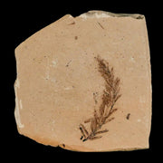 1.4" Detailed Fossil Plant Leafs Metasequoia Dawn Redwood Oligocene Age MT COA