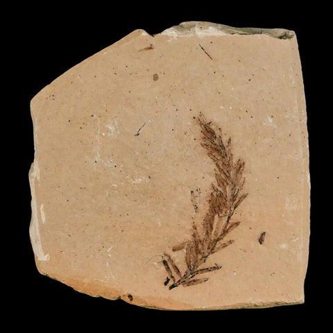 1.4" Detailed Fossil Plant Leafs Metasequoia Dawn Redwood Oligocene Age MT COA - Fossil Age Minerals