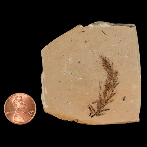 1.4" Detailed Fossil Plant Leafs Metasequoia Dawn Redwood Oligocene Age MT COA - Fossil Age Minerals