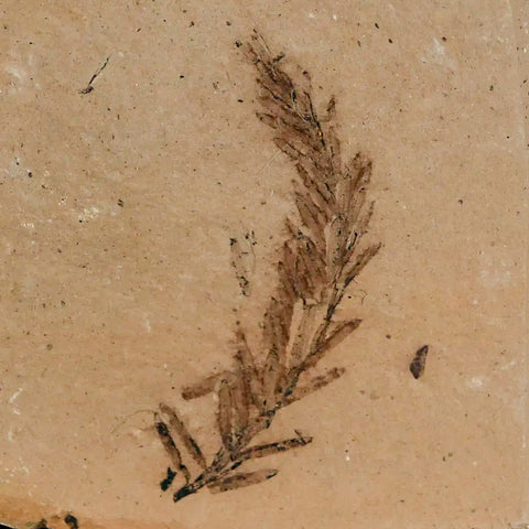 1.4" Detailed Fossil Plant Leafs Metasequoia Dawn Redwood Oligocene Age MT COA - Fossil Age Minerals