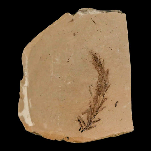 1.4" Detailed Fossil Plant Leafs Metasequoia Dawn Redwood Oligocene Age MT COA - Fossil Age Minerals