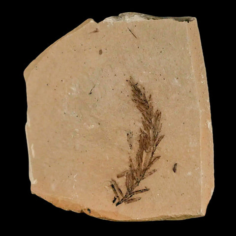 1.4" Detailed Fossil Plant Leafs Metasequoia Dawn Redwood Oligocene Age MT COA - Fossil Age Minerals