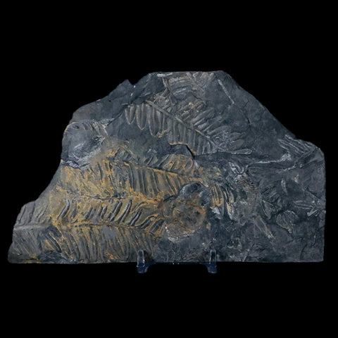 6.8" Alethopteris Fern Plant Leaf Fossil Carboniferous Age Llewellyn FM ST Clair, PA - Fossil Age Minerals