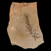 2" Detailed Fossil Plant Leafs Metasequoia Dawn Redwood Oligocene Age MT COA