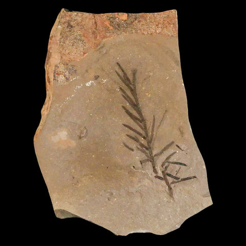 2" Detailed Fossil Plant Leafs Metasequoia Dawn Redwood Oligocene Age MT COA - Fossil Age Minerals