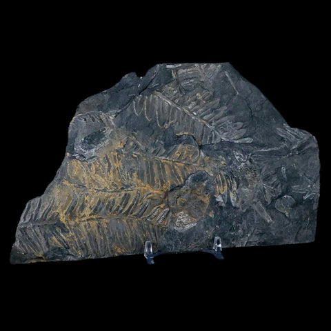 6.8" Alethopteris Fern Plant Leaf Fossil Carboniferous Age Llewellyn FM ST Clair, PA - Fossil Age Minerals