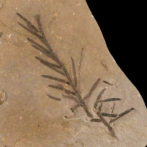 2" Detailed Fossil Plant Leafs Metasequoia Dawn Redwood Oligocene Age MT COA - Fossil Age Minerals