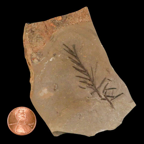 2" Detailed Fossil Plant Leafs Metasequoia Dawn Redwood Oligocene Age MT COA - Fossil Age Minerals