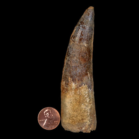 XXL 4" Spinosaurus Fossil Tooth 100 Million Years Old Cretaceous Dinosaur COA - Fossil Age Minerals