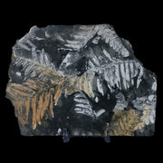 5.4" Alethopteris Fern Plant Leaf Fossil Carboniferous Age Llewellyn FM ST Clair, PA