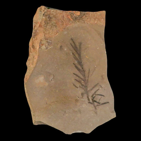 2" Detailed Fossil Plant Leafs Metasequoia Dawn Redwood Oligocene Age MT COA - Fossil Age Minerals