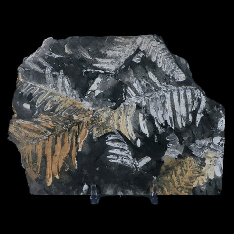 5.4" Alethopteris Fern Plant Leaf Fossil Carboniferous Age Llewellyn FM ST Clair, PA - Fossil Age Minerals