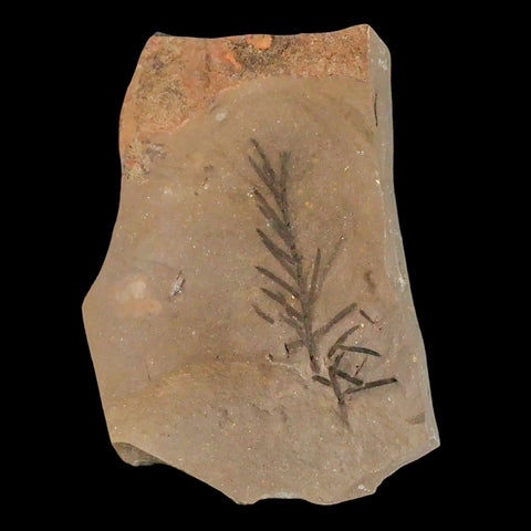 2" Detailed Fossil Plant Leafs Metasequoia Dawn Redwood Oligocene Age MT COA - Fossil Age Minerals