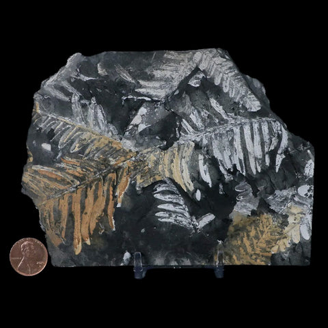 5.4" Alethopteris Fern Plant Leaf Fossil Carboniferous Age Llewellyn FM ST Clair, PA - Fossil Age Minerals