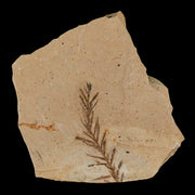 1.4" Detailed Fossil Plant Leafs Metasequoia Dawn Redwood Oligocene Age MT COA