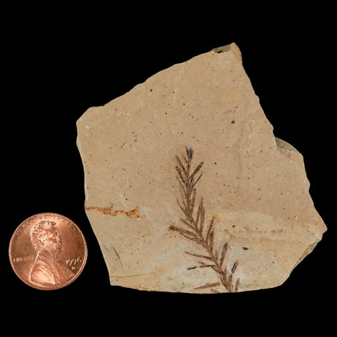 1.4" Detailed Fossil Plant Leafs Metasequoia Dawn Redwood Oligocene Age MT COA - Fossil Age Minerals