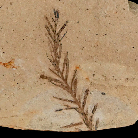 1.4" Detailed Fossil Plant Leafs Metasequoia Dawn Redwood Oligocene Age MT COA