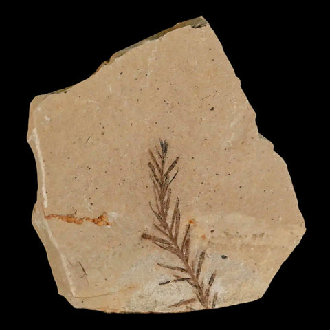 1.4" Detailed Fossil Plant Leafs Metasequoia Dawn Redwood Oligocene Age MT COA - Fossil Age Minerals