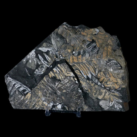 6" Alethopteris Fern Plant Leaf Fossil Carboniferous Age Llewellyn FM ST Clair, PA - Fossil Age Minerals