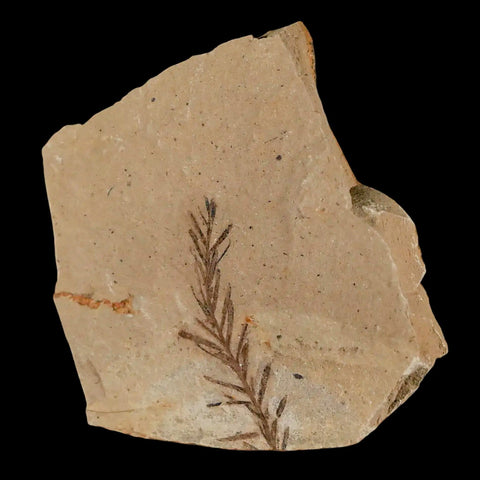 1.4" Detailed Fossil Plant Leafs Metasequoia Dawn Redwood Oligocene Age MT COA - Fossil Age Minerals