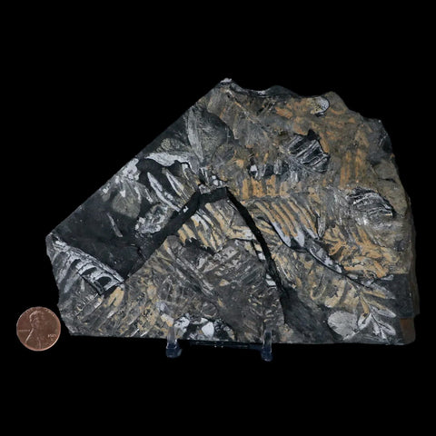 6" Alethopteris Fern Plant Leaf Fossil Carboniferous Age Llewellyn FM ST Clair, PA - Fossil Age Minerals