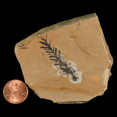 1.7" Detailed Fossil Plant Leafs Metasequoia Dawn Redwood Oligocene Age MT COA - Fossil Age Minerals