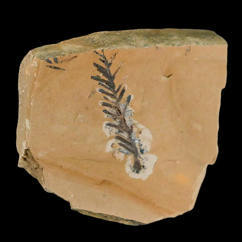 1.7" Detailed Fossil Plant Leafs Metasequoia Dawn Redwood Oligocene Age MT COA - Fossil Age Minerals