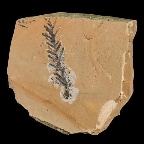 1.7" Detailed Fossil Plant Leafs Metasequoia Dawn Redwood Oligocene Age MT COA - Fossil Age Minerals