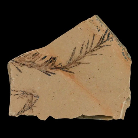 2.1" Detailed Fossil Plant Leafs Metasequoia Dawn Redwood Oligocene Age MT COA - Fossil Age Minerals