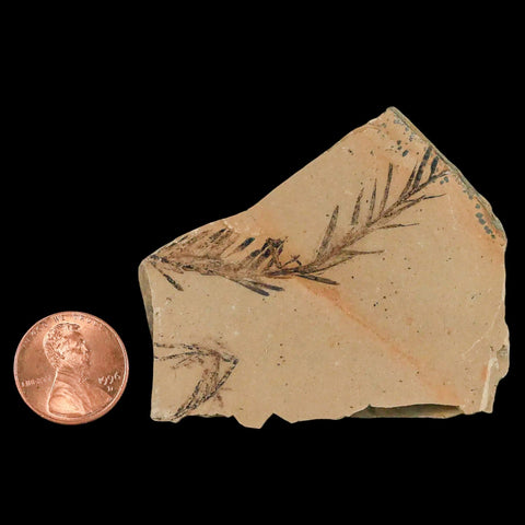 2.1" Detailed Fossil Plant Leafs Metasequoia Dawn Redwood Oligocene Age MT COA - Fossil Age Minerals