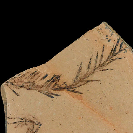 2.1" Detailed Fossil Plant Leafs Metasequoia Dawn Redwood Oligocene Age MT COA