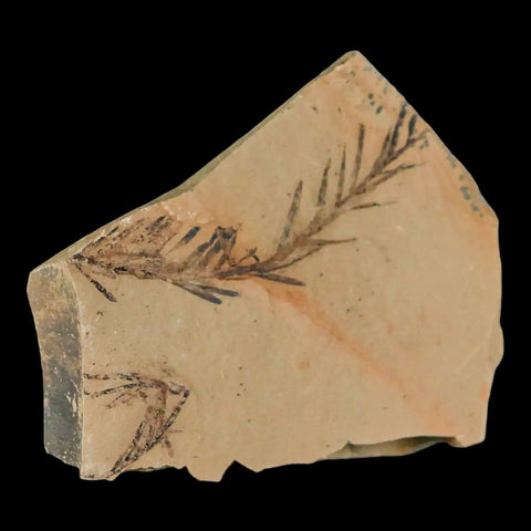 2.1" Detailed Fossil Plant Leafs Metasequoia Dawn Redwood Oligocene Age MT COA - Fossil Age Minerals