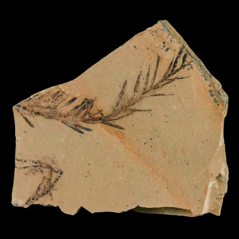 2.1" Detailed Fossil Plant Leafs Metasequoia Dawn Redwood Oligocene Age MT COA - Fossil Age Minerals