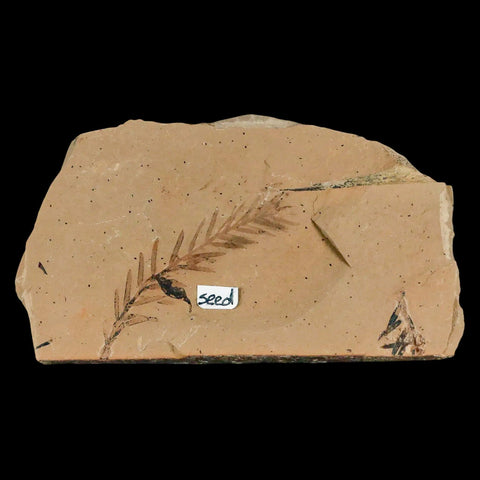 1.9" Detailed Fossil Plant Leafs Metasequoia Dawn Redwood Oligocene Age MT COA - Fossil Age Minerals