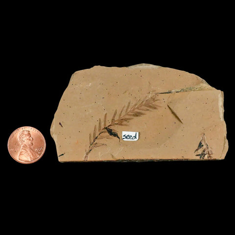 1.9" Detailed Fossil Plant Leafs Metasequoia Dawn Redwood Oligocene Age MT COA - Fossil Age Minerals