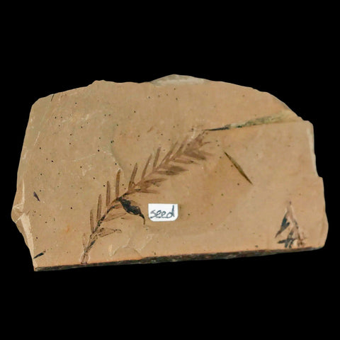 1.9" Detailed Fossil Plant Leafs Metasequoia Dawn Redwood Oligocene Age MT COA - Fossil Age Minerals